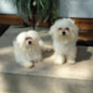 Meet your Posher, Lu